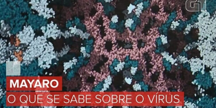 Mayaro e o que mais? Unicamp aponta possível transmissão urbana do vírus em Roraima e vê indícios de novas ameaças